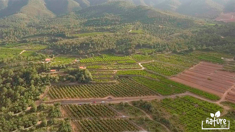 avocado plantation