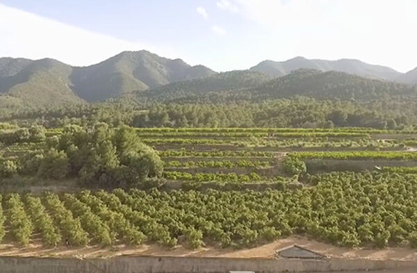 Mango Production - Nature Tasty
