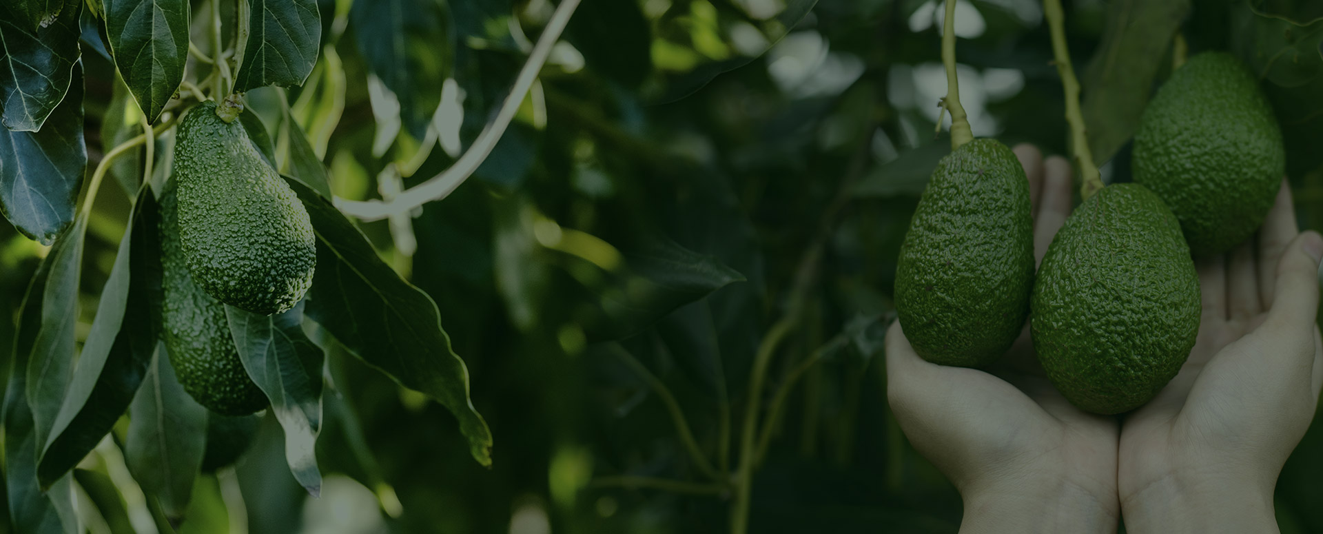 Avocado and mango production